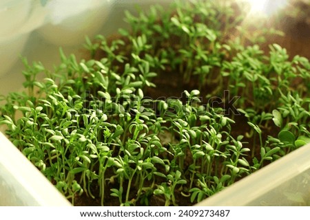 a micro-shade on the windowsill. Healthy eating. fresh arugula greens. A home garden Royalty-Free Stock Photo #2409273487