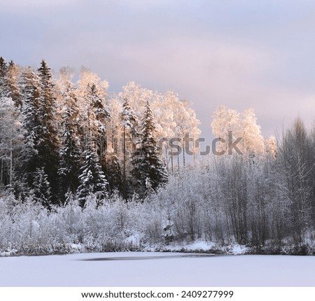 the sun illuminated the snow-covered treetops