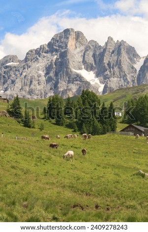  italian mountains with cows in Trentino Alto Adige Royalty-Free Stock Photo #2409278243