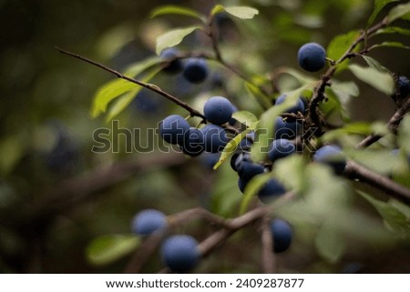 Blueberries on a tree branch