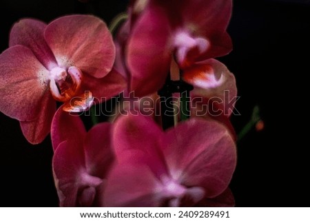Orchid background for PC , or a nice picture for everything else.