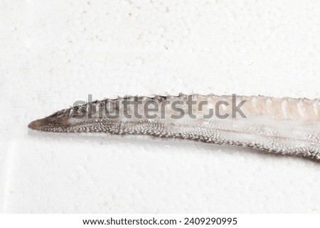 Oarfish (Regalecus russelii) mystery animal tail close up Royalty-Free Stock Photo #2409290995
