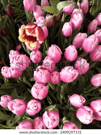 macro photo with pink flowers of a herbaceous bulbous tulip plant in green grass for garden and park design as a source for prints, posters, decor, interiors, wallpaper, decoration