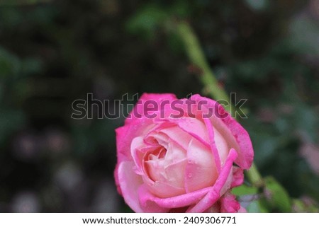 garden of village house on rainy day. light pink, red, bright, soft, fragrant rose plant. flower macro, blurry, clear shot. Rosa L., Rosaceae. postcard, floral background, pastel color.
