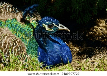 Elegant vibrant colorful proud peacock in nature. Exotic wild blue green bird in zoo. Symbol of arrogance, elegance, being pompous, superior, cocky. Pretty male head. Feathers closeup. Animal. Beak. Royalty-Free Stock Photo #2409307727