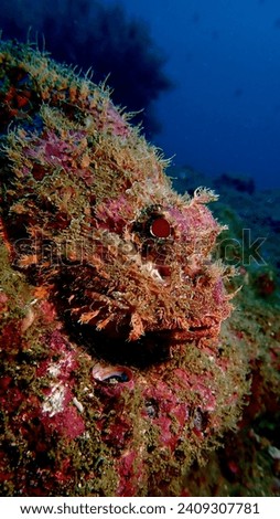 Pacific Stonefish camuflated. Located in La Plata Island, Ecuador. Royalty-Free Stock Photo #2409307781