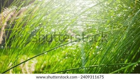 Nature background of green grass with dew and sun flare 
in the morning.