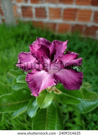 A beautiful purple flower showing its beauty in the garden  Royalty-Free Stock Photo #2409314635
