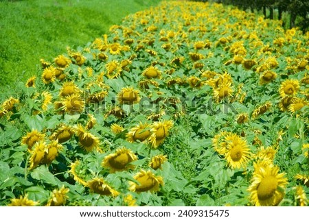 Crop of vibrant golden sunflowers. Floral plantation. Pollen farming. Natural organic botanical growth in spring. Yellow petal. Sunflower field. Green grass. Blackdrop. Sunny rural meadow. Blooming. Royalty-Free Stock Photo #2409315475