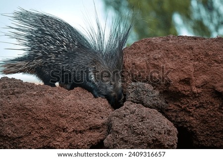 North African wildlife: North African Crested Porcupine, Hystrix Cristata, nocturnal animal with entire body covered with  spines. Porcupine on a rock against sky in background, daytime, North Africa.