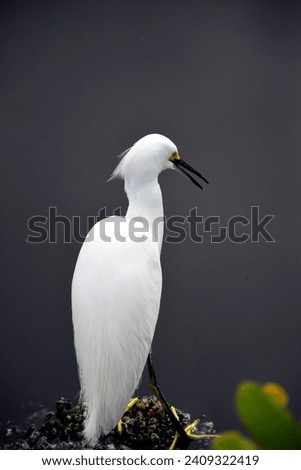 A Wildlife photograph of a Snowy Egret at The Black Point Wildlife in Merrit Island. 