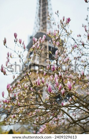 Pink magnolia flowers in full bloom with Eiffel tower in the background. Early spring in Paris, France
