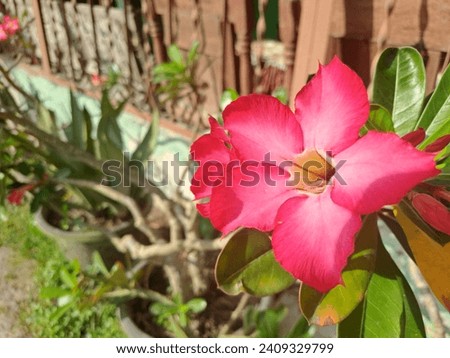 Close up view of Adenium obesum (kamboja Jepang) flowers in red, white and pink