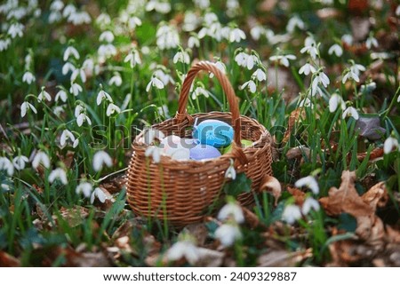 Basket of colorful Easter eggs in grass with beautiful snowdrop flowers. Easter egg hunt, popular activity for kids Royalty-Free Stock Photo #2409329887