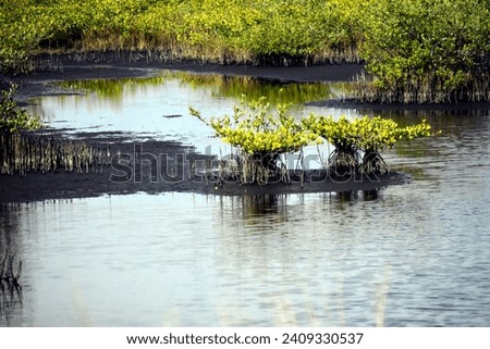 A nature photo of some of the Flowers and Plants at the Black Point Wildlife Drive near Merrit Island, Florida. 