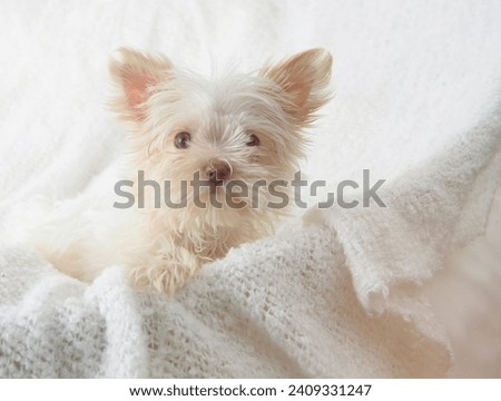 white teacup yorkie puppy on white blanket  Royalty-Free Stock Photo #2409331247