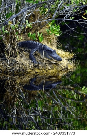 A wildlife photograph of an American Alligator sunning on a Mangrove Island alongside the Black Point Wildlife Drive near Merritt Island, Florida. 