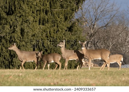 Curious Group of White-tailed Deer in Park look at Camera Royalty-Free Stock Photo #2409333657