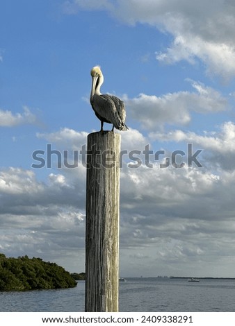 Brown pelican on pole in Manatee river, Fl