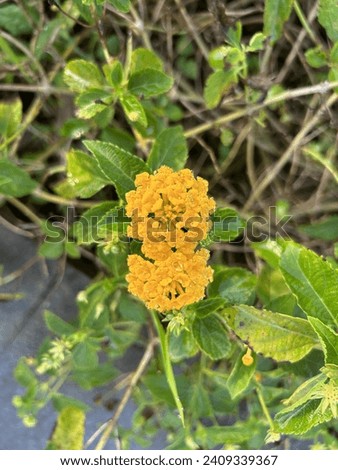 A small flower called lantana, growing in bloom in the weeds of a beautiful garden, makes those who see it feel serene.