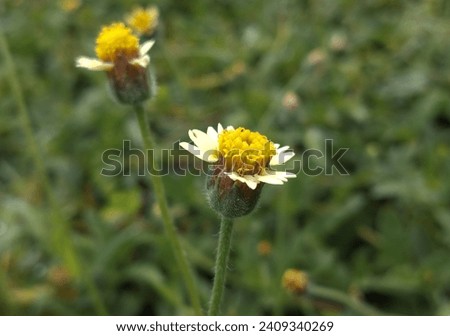Gletang flower (Tridax procumbens), 
a type of plant, mostly found wild as a weed, a member of the Asteraceae family