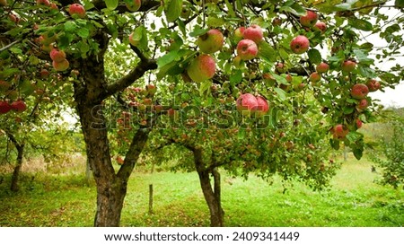 apple trees, ripe fruit ready to be harvested in a quiet orchard. apple, tree, farming, harvest, seasonal, nature, red, agriculture, autumn, food Royalty-Free Stock Photo #2409341449