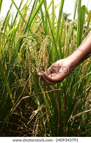Rice paddy heads, A kid's hand gently holding rice paddy heads in a field.