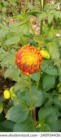 Beautiful flower about to bloom  Royalty-Free Stock Photo #2409344367