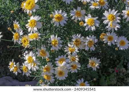 Radiant daisies bathed in the warm embrace of spring's golden sunlight.