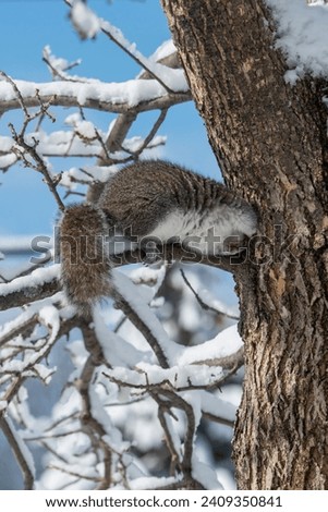 Vadnais Heiths, Minnesota. Eastern Gray Squirrel (Sciurus carolinensis) digging out seeds in a tree hidden by a White-breasted Nuthatch for later use in the winter.