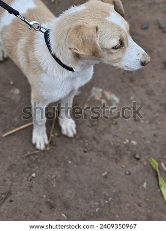 white and brown dog in this picture 