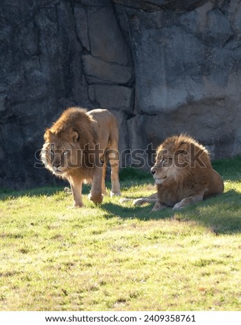 Lions resting in the winter sun
