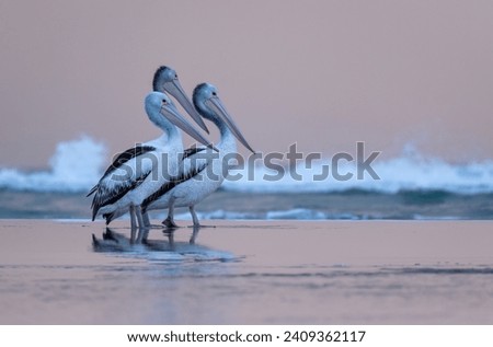Pelicans on the beach with the ocean in the background and a beautiful sunset, scientific name genus Pelecanus