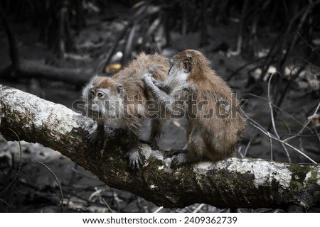 two long-tailed macaque louse on a branch dark muddy forest background