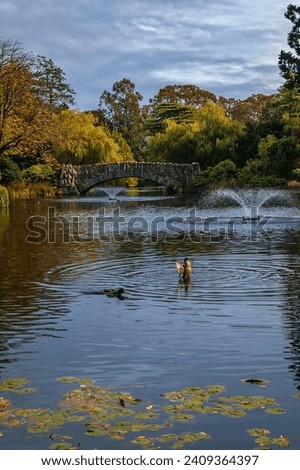 Ducks in a park lake in Victoria