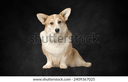 14-week-old Welsh Corgi puppy, smiling, panting, and sitting by himself on white