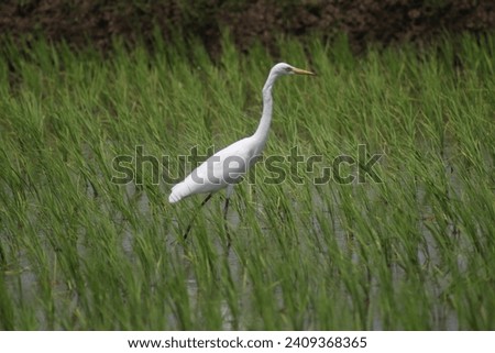 An intermediate egret (Ardea intermedia) is looking for prey in a green rice field at the beginning of the growing season