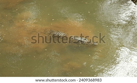 The saltwater crocodile at Ragunan Zoo exudes prehistoric power, its scaly armor and formidable jaws showcasing the awe-inspiring presence of this apex reptile. Royalty-Free Stock Photo #2409368983