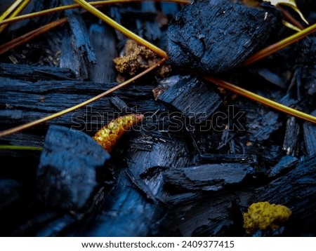 top view of charcoal from campfire in the morning after rain with some grass and pine shoots