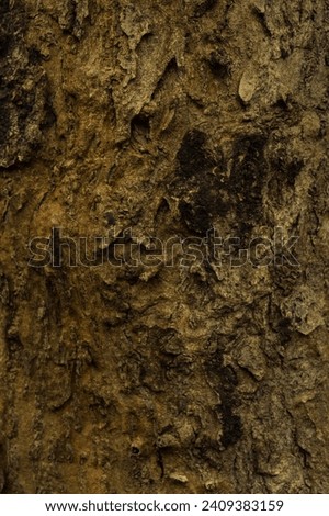 Texture of tree branches in the forest