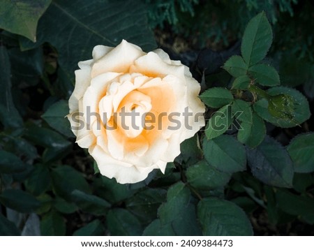 Beautiful flower close-up Rose flower on a dark green background On a bush with dark leaves, rose flower with delicate petals bloom in the summer twilight. Nature, romance, Valentine's Day roses