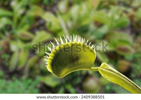  Dionaea muscipula is a carnivorous plant, Venus flytrap, is perennial carnivorous plant of the sundew family, Droseraceae. Closeup Venus flytrap ,Insectivorous plants, venus fly catcher ,
