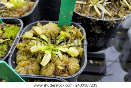 varigata on the venus flytrap cultivar tigerteeth, Super Rare Royalty-Free Stock Photo #2409389233