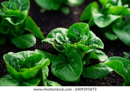 organic vegetable garden grow vegetables naturally without harmful chemicals.