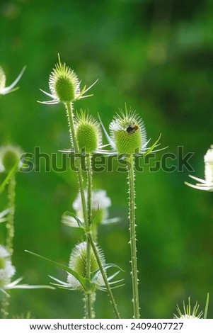 Closeup of blooming cutleaf teasel with small cute bumblebee on one of flowers on a sunny day as a natural summer background with copy space