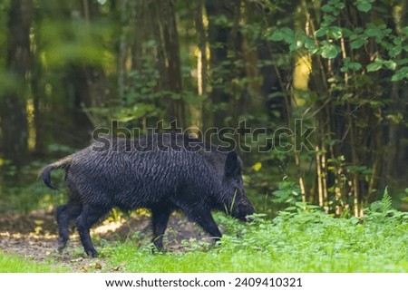 Single adult Wild boar(Sus scrofa) against tree, Bialowieza Forest, Poland, Europe Royalty-Free Stock Photo #2409410321