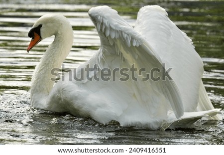 Mute Swan (Cygnus olor) is spreading  his wings.  Royalty-Free Stock Photo #2409416551