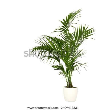 Kentia Palm Tree  in white pots. Houseplant isolated on white background Royalty-Free Stock Photo #2409417331