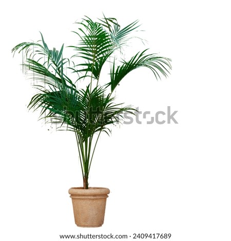 Kentia palm tree in brown pot with white colour background. Royalty-Free Stock Photo #2409417689