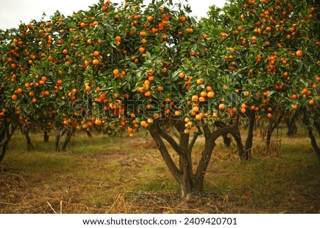 Autumn landscape with tangerine garden. Fruit tree. Royalty-Free Stock Photo #2409420701